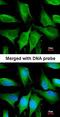 GATA Binding Protein 3 antibody, orb18417, Biorbyt, Immunofluorescence image 