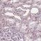 Homeobox D4 antibody, NBP2-49631, Novus Biologicals, Immunohistochemistry frozen image 