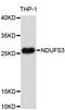 NADH dehydrogenase [ubiquinone] iron-sulfur protein 3, mitochondrial antibody, STJ24725, St John