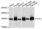 CLH1 antibody, STJ114297, St John