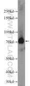 Tetratricopeptide Repeat Domain 30A antibody, 25352-1-AP, Proteintech Group, Western Blot image 