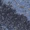 Leukocyte-associated immunoglobulin-like receptor 1 antibody, NBP1-84590, Novus Biologicals, Immunohistochemistry frozen image 