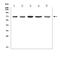 Folliculin antibody, A00718-1, Boster Biological Technology, Western Blot image 