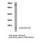 Cyclin Dependent Kinase Inhibitor 2C antibody, LS-C176156, Lifespan Biosciences, Western Blot image 