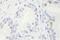 GTF2I Repeat Domain Containing 1 antibody, NB100-61056, Novus Biologicals, Immunohistochemistry frozen image 
