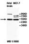 IQ Motif Containing C antibody, orb78002, Biorbyt, Western Blot image 