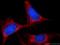 BCL2 Like 1 antibody, 10783-1-AP, Proteintech Group, Immunofluorescence image 