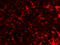 Transmembrane Protein 38B antibody, 5523, ProSci Inc, Immunofluorescence image 