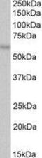 CAMP Responsive Element Binding Protein 3 Like 1 antibody, GTX89497, GeneTex, Western Blot image 