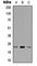 Ring Finger Protein 125 antibody, abx121706, Abbexa, Western Blot image 