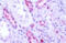Melatonin-related receptor antibody, MBS247254, MyBioSource, Immunohistochemistry frozen image 