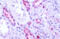 G Protein-Coupled Receptor 50 antibody, MBS247254, MyBioSource, Immunohistochemistry frozen image 