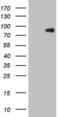 Microtubule Affinity Regulating Kinase 3 antibody, LS-C339747, Lifespan Biosciences, Western Blot image 