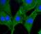 Prohibitin antibody, NBP2-67334, Novus Biologicals, Immunocytochemistry image 