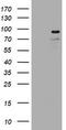 Ligand Of Numb-Protein X 1 antibody, CF800747, Origene, Western Blot image 