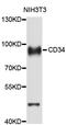 CD34 antibody, STJ111023, St John