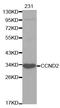 Cyclin D2 antibody, STJ22948, St John