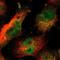 Arachidonate 15-lipoxygenase antibody, NBP1-90336, Novus Biologicals, Immunofluorescence image 