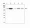 Acyl-CoA Synthetase Long Chain Family Member 4 antibody, A04372-2, Boster Biological Technology, Western Blot image 