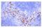 S100 Calcium Binding Protein A8 antibody, 47310S, Cell Signaling Technology, Immunohistochemistry frozen image 