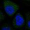 Apolipoprotein B MRNA Editing Enzyme Catalytic Subunit 3A antibody, NBP1-88999, Novus Biologicals, Immunofluorescence image 