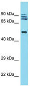 Tripartite Motif Containing 64 antibody, TA330799, Origene, Western Blot image 