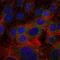 Fibrinogen Gamma Chain antibody, GTX60502, GeneTex, Immunofluorescence image 