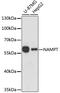 Nicotinamide Phosphoribosyltransferase antibody, MBS125072, MyBioSource, Western Blot image 