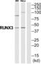 RUNX Family Transcription Factor 3 antibody, abx015207, Abbexa, Western Blot image 