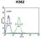 Potassium Voltage-Gated Channel Subfamily J Member 6 antibody, abx032638, Abbexa, Western Blot image 