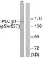 Phospholipase C Beta 3 antibody, PA5-38389, Invitrogen Antibodies, Western Blot image 