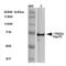 Heat Shock Protein Family A (Hsp70) Member 1A antibody, 11139, QED Bioscience, Western Blot image 