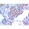 Keratin 2 antibody, LS-C387085, Lifespan Biosciences, Immunohistochemistry frozen image 