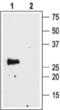 Aquaporin 4 antibody, PA5-77709, Invitrogen Antibodies, Western Blot image 