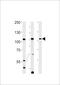 Tuftelin Interacting Protein 11 antibody, A07513-1, Boster Biological Technology, Western Blot image 