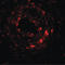 Uroplakin 1B antibody, LS-C144427, Lifespan Biosciences, Immunofluorescence image 