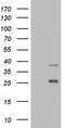 Interleukin 1 Receptor Associated Kinase 2 antibody, TA803676, Origene, Western Blot image 