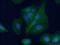 Aggrecan antibody, 13880-1-AP, Proteintech Group, Immunofluorescence image 