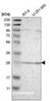 BCL2 Interacting Protein 1 antibody, NBP2-58913, Novus Biologicals, Western Blot image 