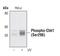 Checkpoint Kinase 1 antibody, PA5-17558, Invitrogen Antibodies, Western Blot image 