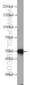 FAD-dependent oxidoreductase domain-containing protein 1 antibody, 24595-1-AP, Proteintech Group, Western Blot image 