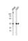 Ankyrin Repeat And SOCS Box Containing 9 antibody, abx034871, Abbexa, Western Blot image 