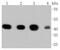 Actin Alpha 2, Smooth Muscle antibody, NBP2-67436, Novus Biologicals, Western Blot image 