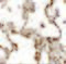 Transcription Factor EB antibody, 6801, ProSci Inc, Immunohistochemistry frozen image 