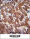 Androgen Receptor antibody, 61-403, ProSci, Immunohistochemistry paraffin image 