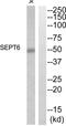 Septin 6 antibody, abx014848, Abbexa, Western Blot image 