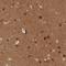 B-Raf Proto-Oncogene, Serine/Threonine Kinase antibody, NBP1-89942, Novus Biologicals, Immunohistochemistry frozen image 