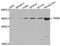 Tribbles Pseudokinase 3 antibody, A5424, ABclonal Technology, Western Blot image 