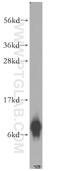 FXYD Domain Containing Ion Transport Regulator 3 antibody, 15853-1-AP, Proteintech Group, Western Blot image 