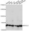 Nuclear Factor, Erythroid 2 Like 1 antibody, A14753, ABclonal Technology, Western Blot image 